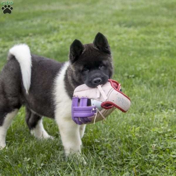Daisy, Akita Puppy